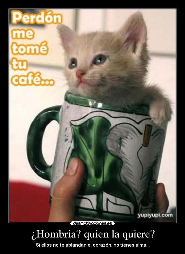 carteles gatitos desmotivaciones