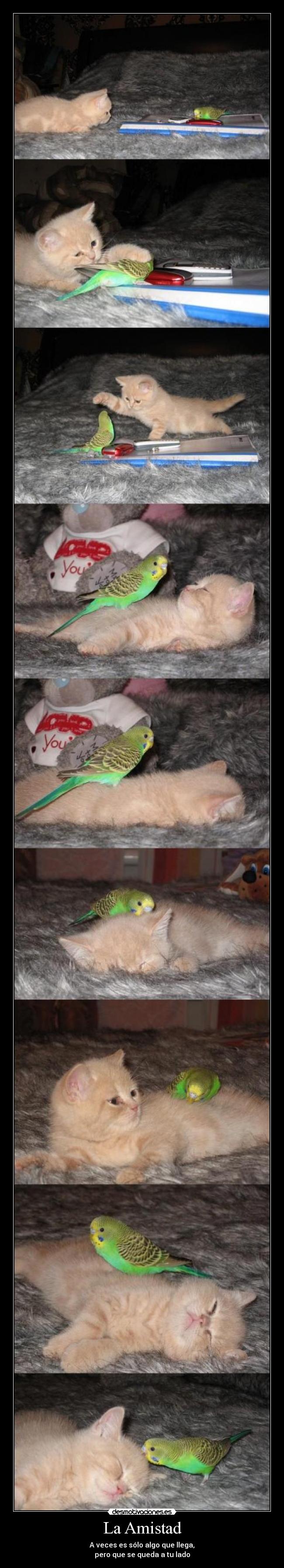 La Amistad - A veces es sólo algo que llega,
pero que se queda a tu lado