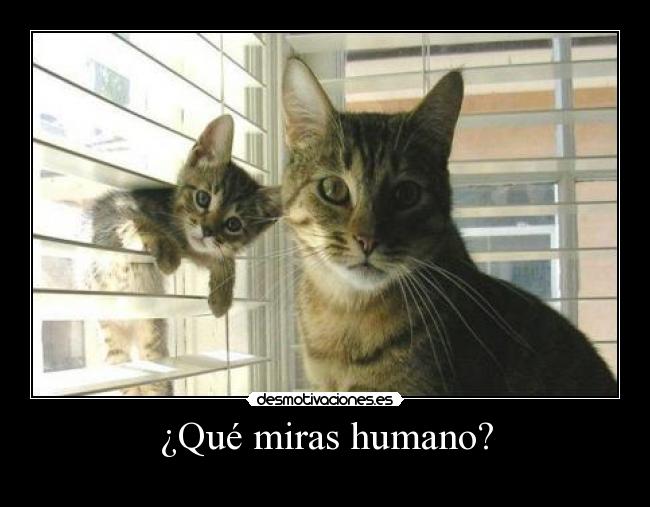 ¿Qué miras humano? -