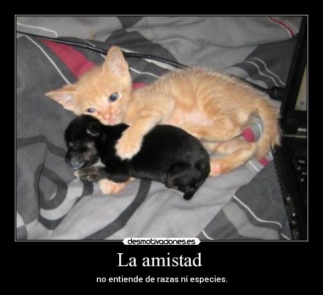 La amistad -