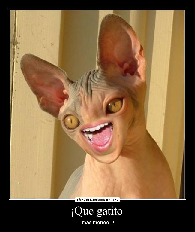 ¡Que gatito  - 