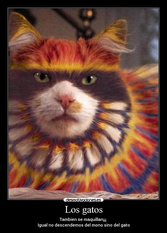 Los gatos - Tambien se maquillan¡¡¡
Igual no descendemos del mono sino del gato