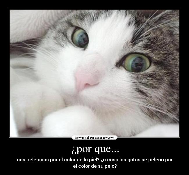 ¿por que... - nos peleamos por el color de la piel? ¿a caso los gatos se pelean por
el color de su pelo?
