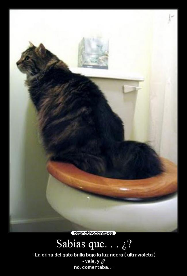 Sabias que. . . ¿? - - La orina del gato brilla bajo la luz negra ( ultravioleta )
- vale, y ¿?
no, comentaba. . .