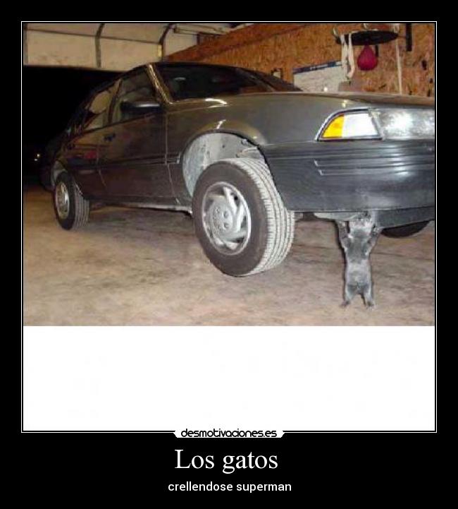 Los gatos  - crellendose superman
