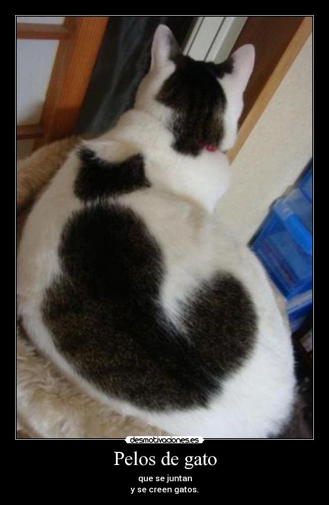 Pelos de gato Desmotivaciones