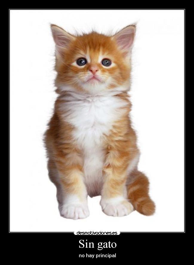 Sin gato -