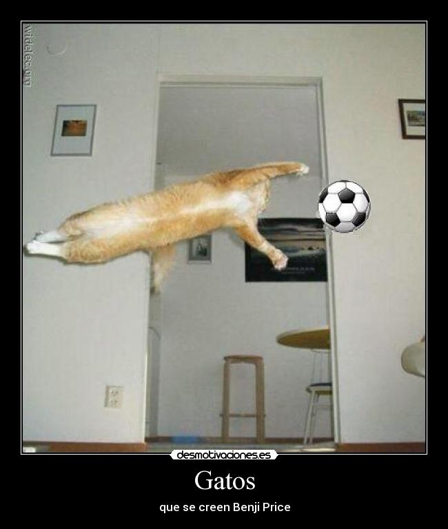 Gatos - que se creen Benji Price