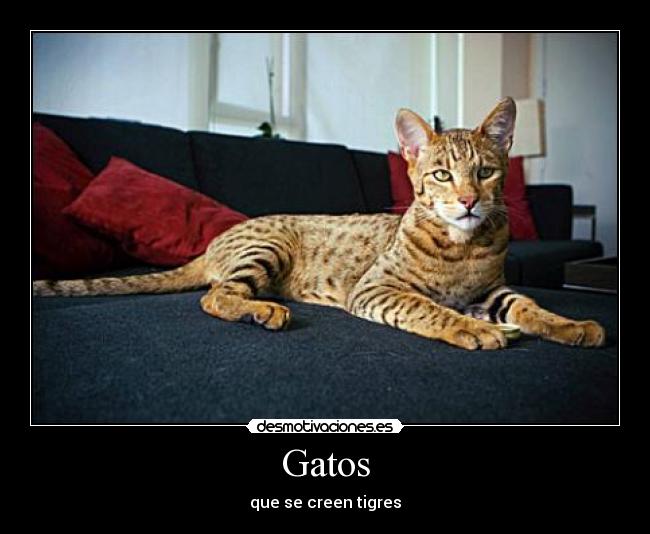 Gatos -