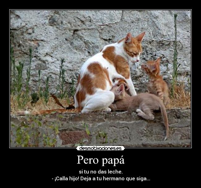 carteles gatos desmotivaciones