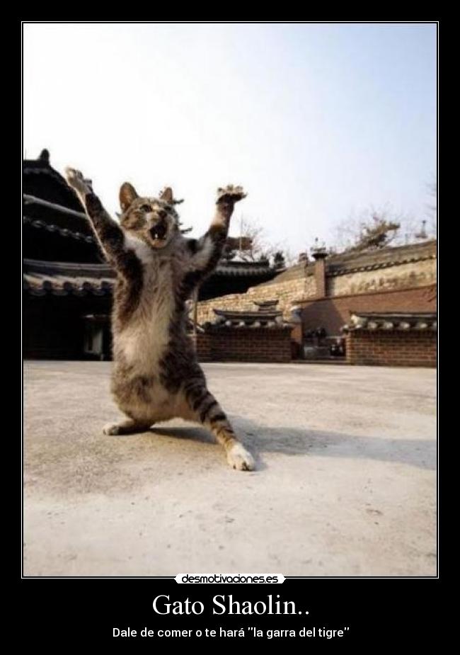 Gato Shaolin.. - 