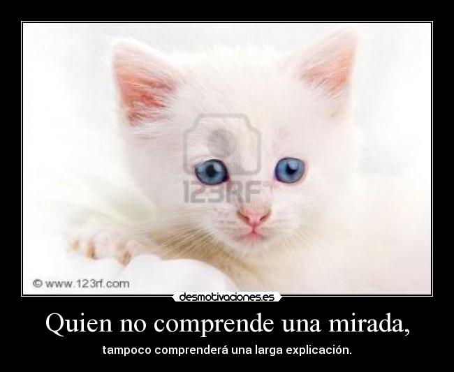 carteles gato desmotivaciones