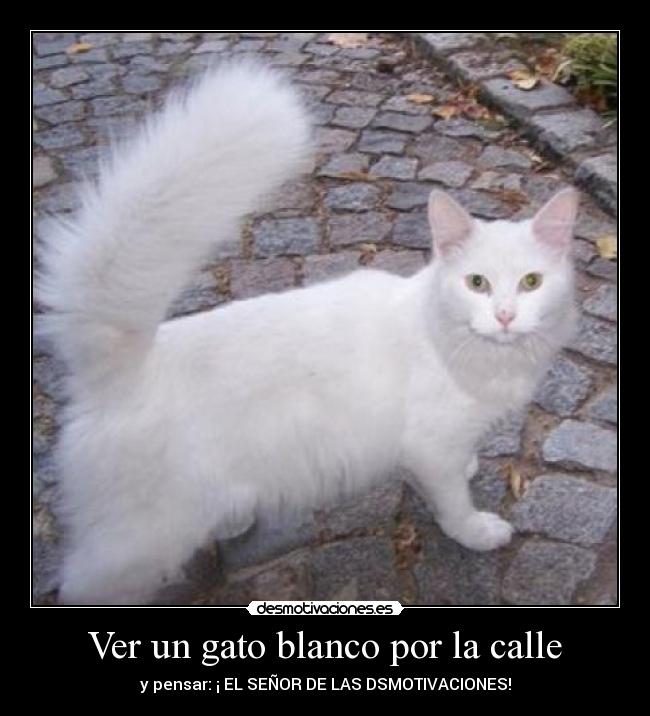 Ver un gato blanco por la calle -
