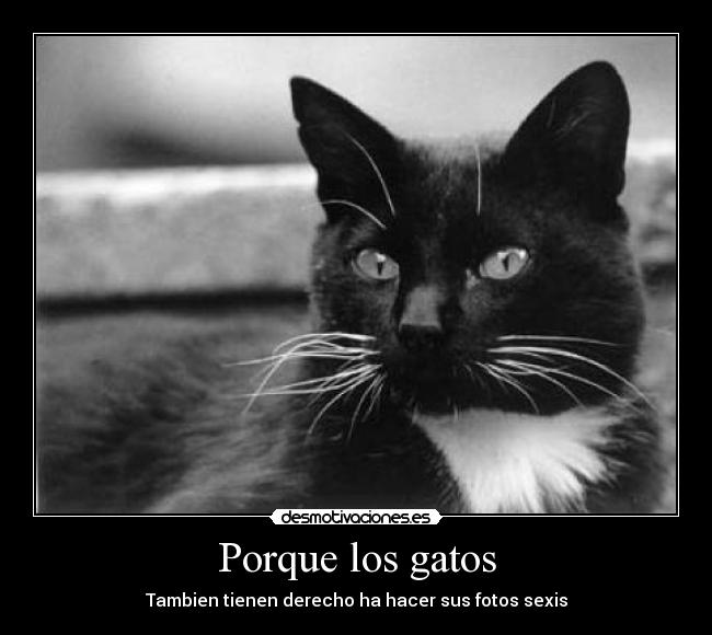 Porque los gatos - 
