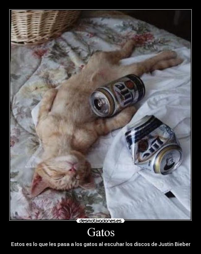 Gatos - Estos es lo que les pasa a los gatos al escuhar los discos de Justin Bieber