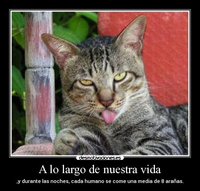 A lo largo de nuestra vida - ,y durante las noches, cada humano se come una media de 8 arañas.