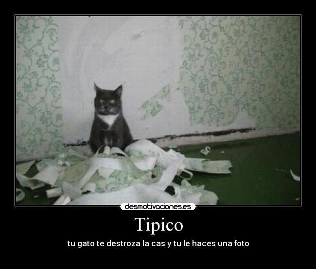 Tipico - tu gato te destroza la cas y tu le haces una foto
