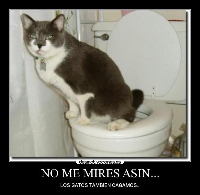 NO ME MIRES ASIN... - LOS GATOS TAMBIEN CAGAMOS...