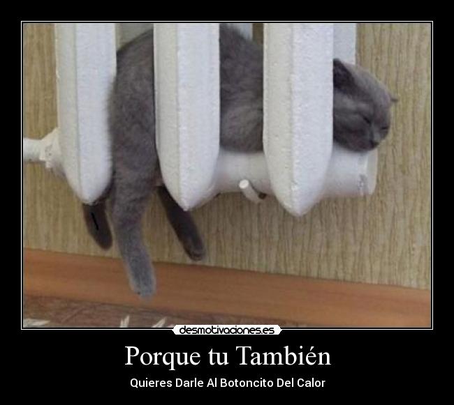carteles gatoscalor desmotivaciones