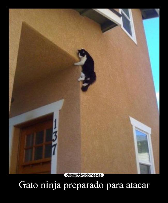 Gato ninja preparado para atacar -