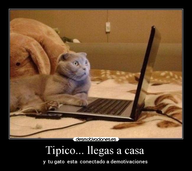 Tipico... llegas a casa  - y  tu gato  esta  conectado a demotivaciones 