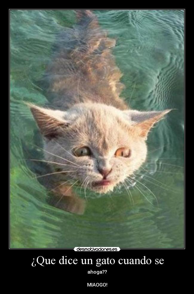 carteles miau desmotivaciones