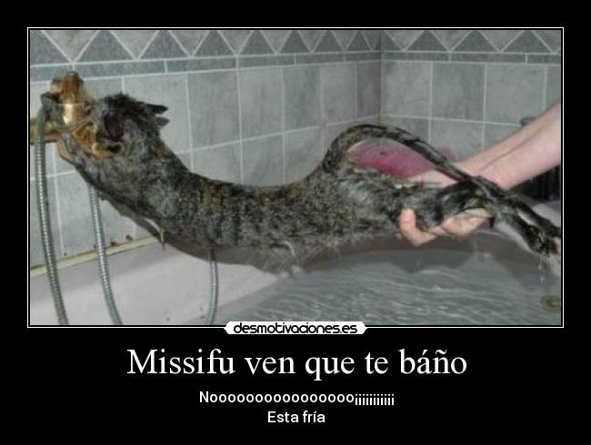 Missifu ven que te báño - Noooooooooooooooo¡¡¡¡¡¡¡¡¡¡¡
Esta fría