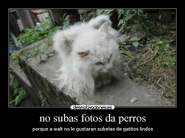 no subas fotos da perros - porque a walt no le gustaran subelas de gatitos lindos