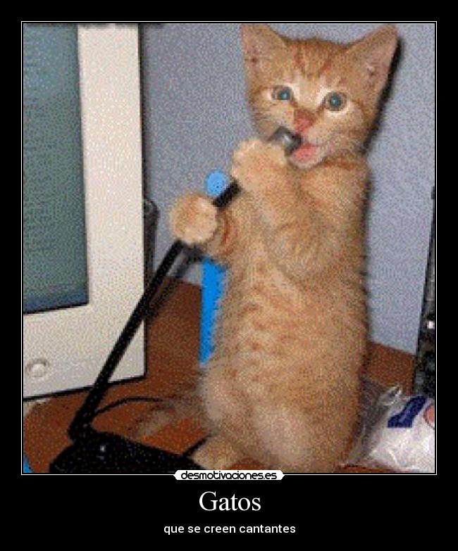 Gatos - que se creen cantantes