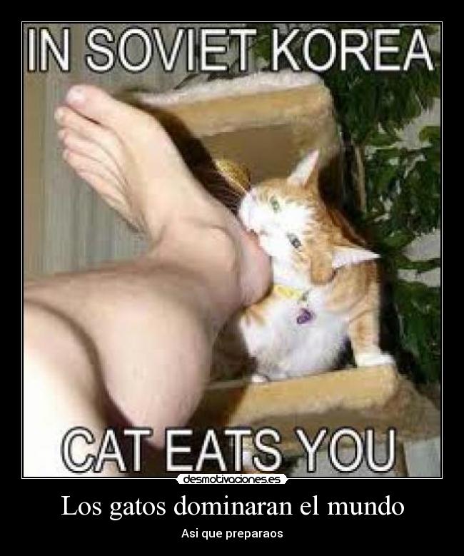 Los gatos dominaran el mundo - Asi que preparaos