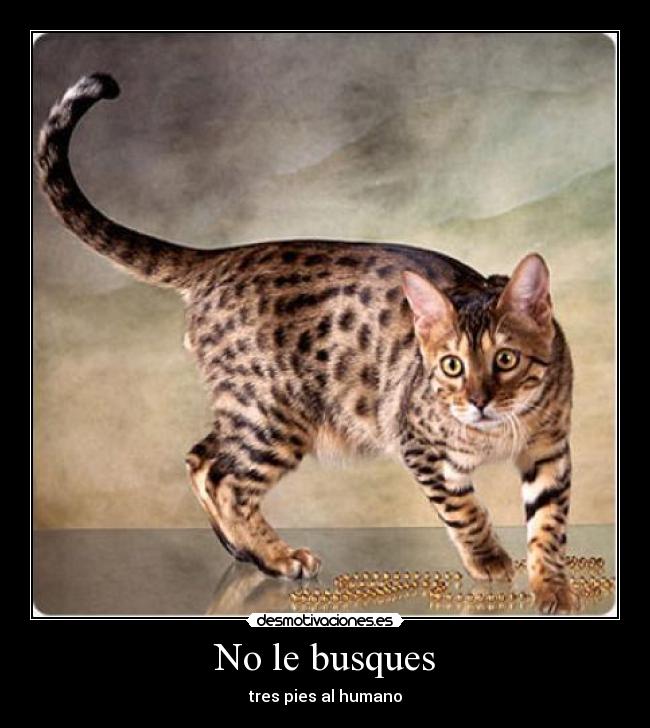 No le busques - tres pies al humano