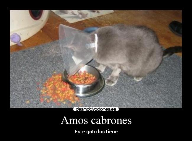 Amos cabrones -