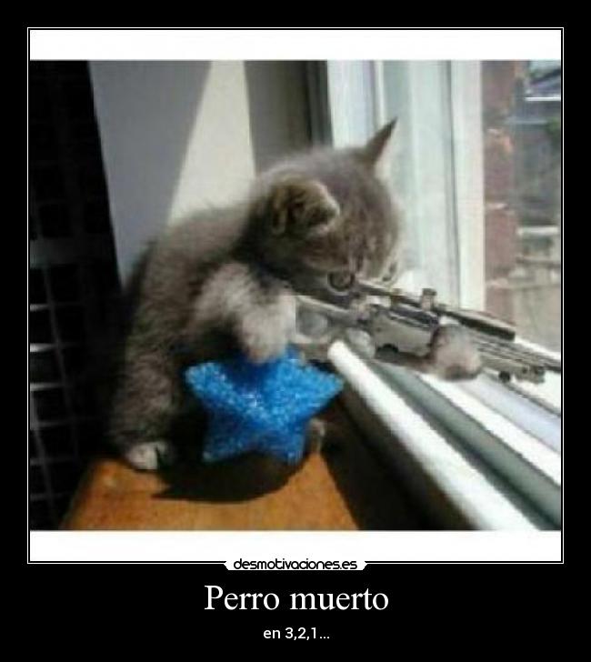 Perro muerto - en 3,2,1...