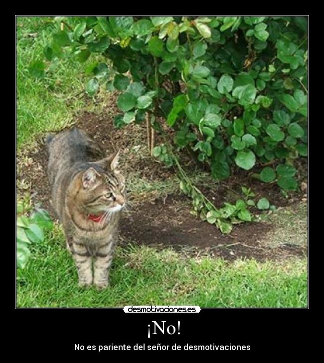 carteles gato normal desmotivaciones