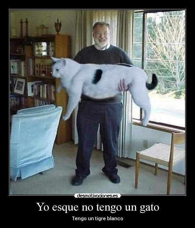 Yo esque no tengo un gato -