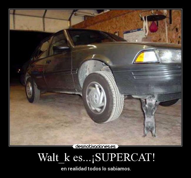 carteles gatos desmotivaciones