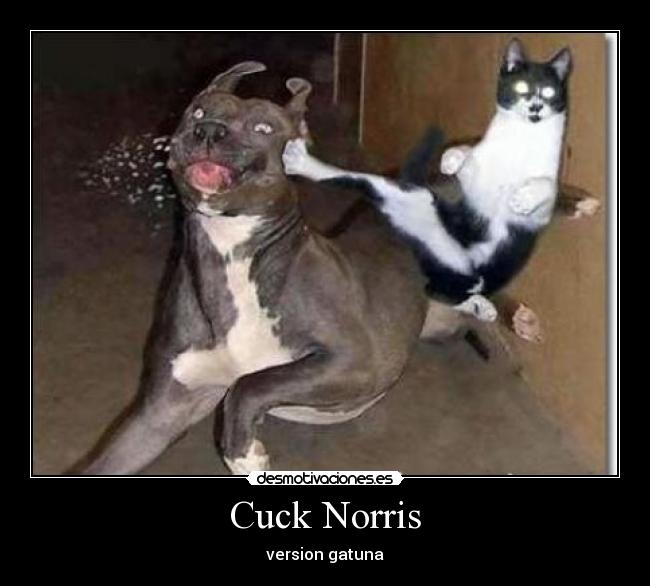 Cuck Norris - version gatuna