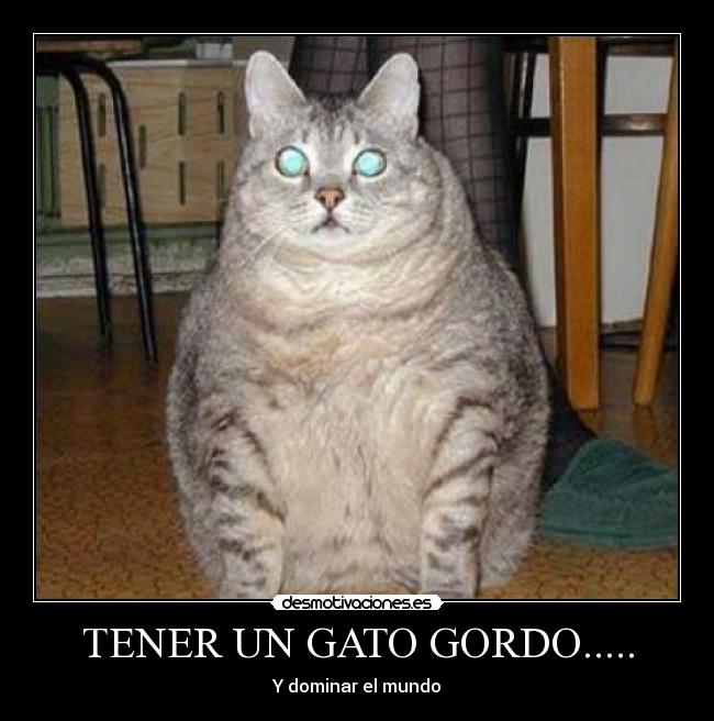 TENER UN GATO GORDO..... - Y dominar el mundo