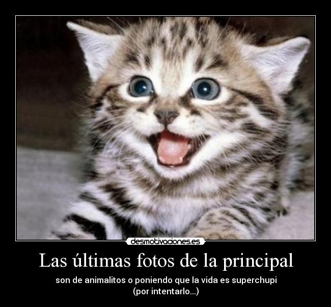 Las últimas fotos de la principal - son de animalitos o poniendo que la vida es superchupi
(por intentarlo...)