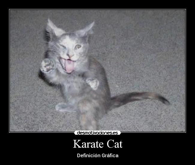 Karate Cat -