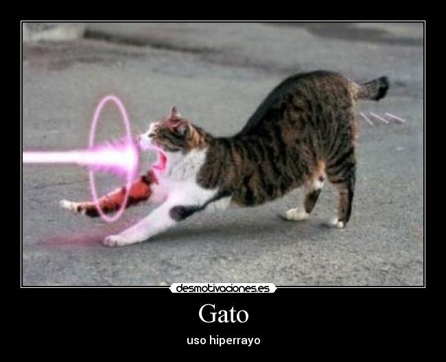 Gato -
