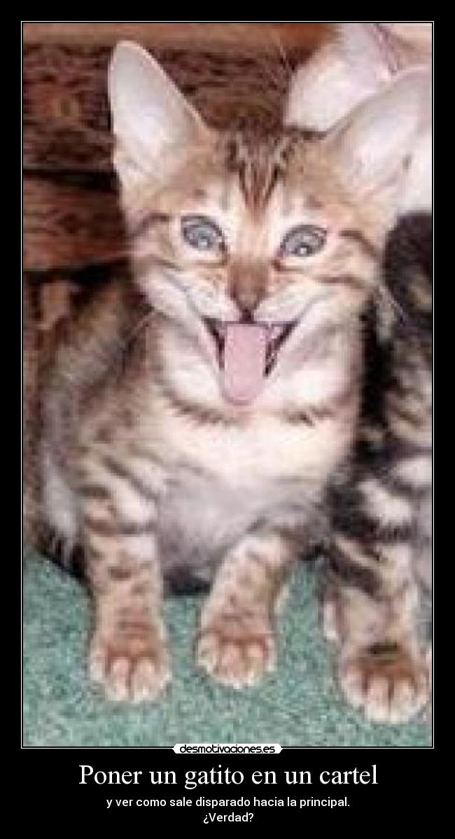 carteles gato cartel cola ggr18 desmotivaciones