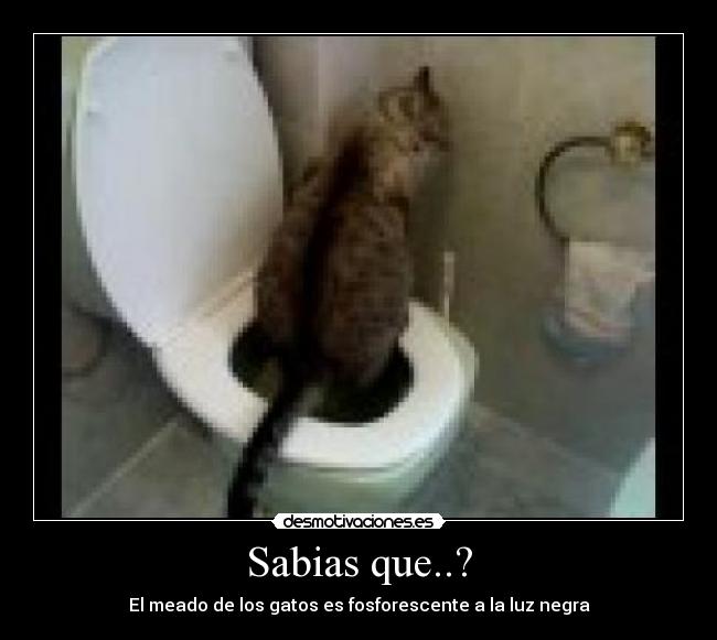 Sabias que..? - El meado de los gatos es fosforescente a la luz negra