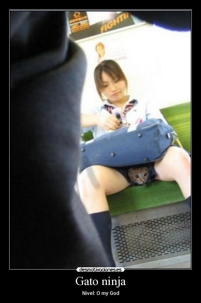 Gato ninja - 