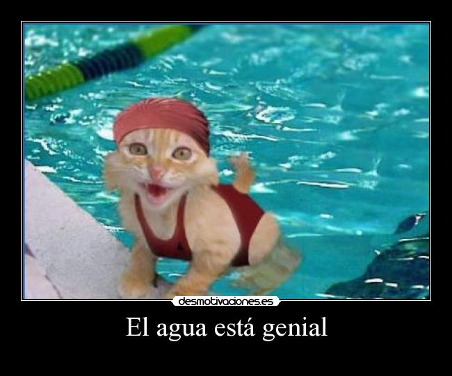 carteles gato desmotivaciones