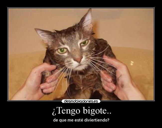 ¿Tengo bigote.. - de que me esté diviertiendo?