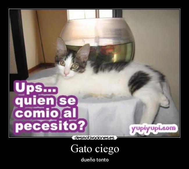 Gato ciego - 