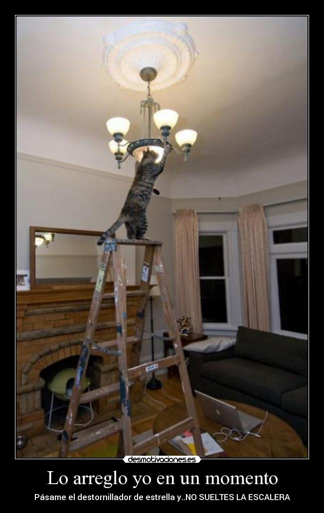 carteles gato bricolaje desmotivaciones