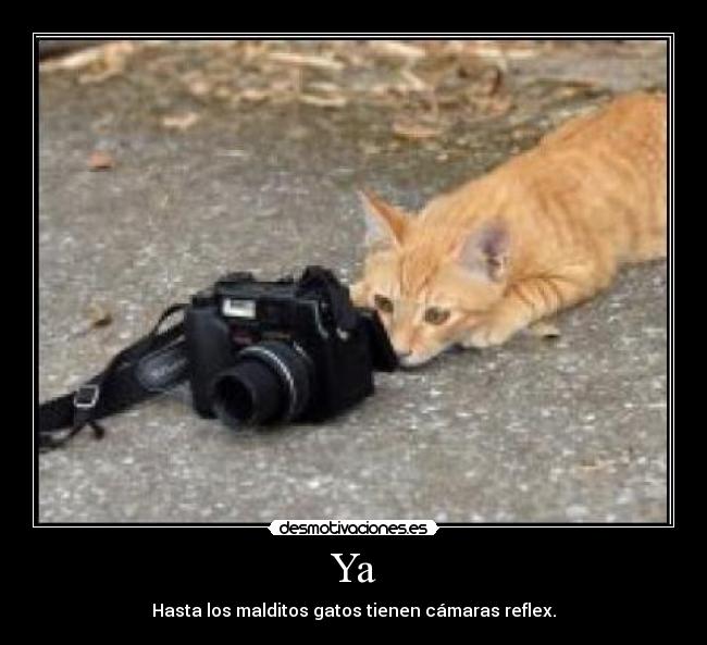 Ya - Hasta los malditos gatos tienen cámaras reflex.