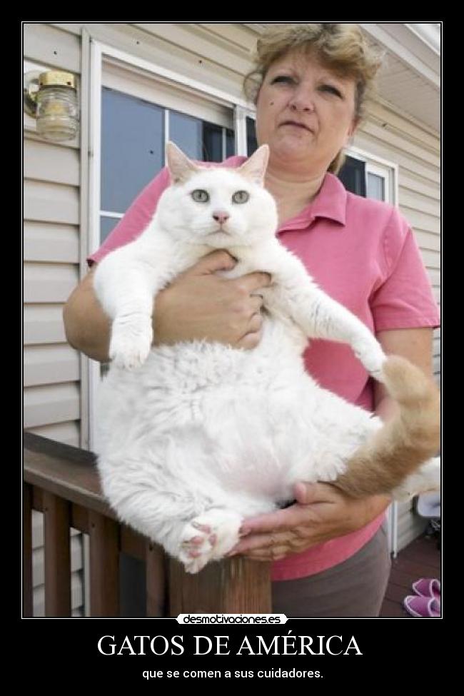 GATOS DE AMÉRICA  - 